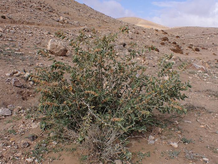 Ashwagandha (Withania somnifera) shrub growing wild on a rocky hillside