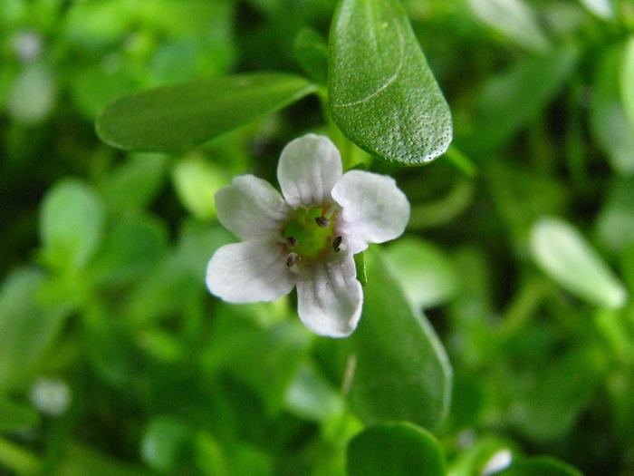 Bacopa Monnieri plant in flower