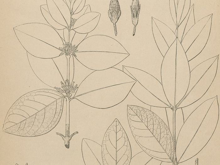 Botanical illustration of Fadogia species leaves and flowers