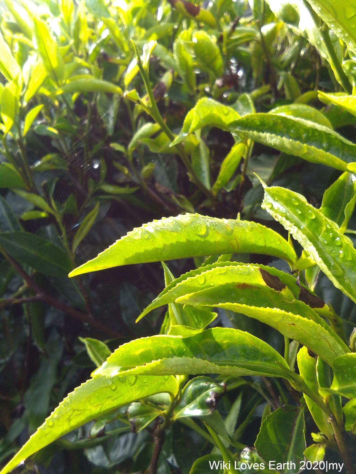 Fresh green tea leaves on the tea shrub, the natural source of L-Theanine