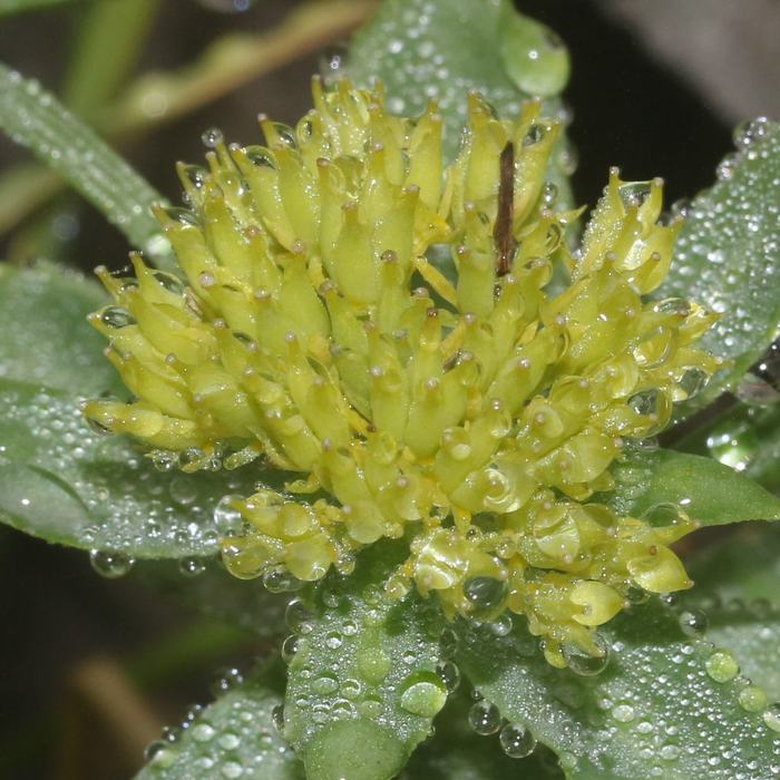 Rhodiola Rosea flower close-up