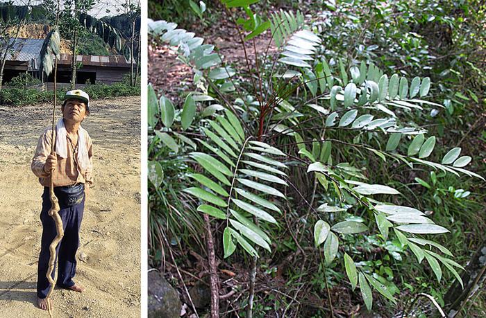 Tongkat Ali (Eurycoma longifolia) plant