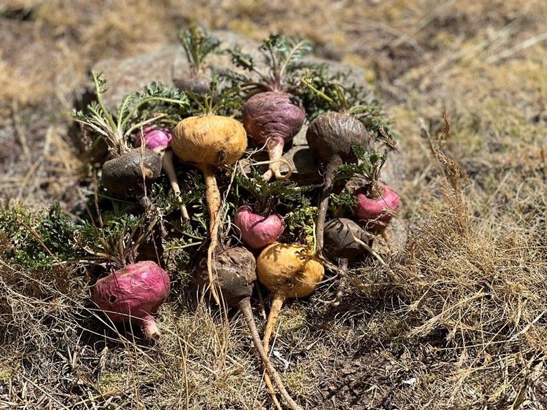 Maca roots in black, red, yellow, and purple